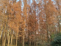 -柳树湾风景区