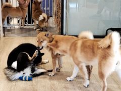 -南京Hallo宠物乐园·哈罗犬舍·柴犬繁育基地
