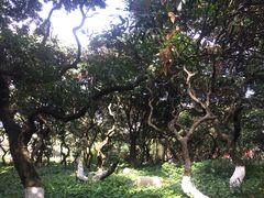 -黄埔荔枝公园