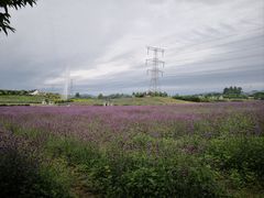 -紫颐香薰山谷景区