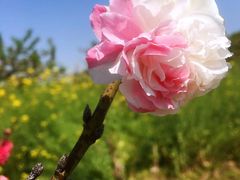 -南汇桃花村