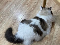 -白兔子密室(长寿路店)