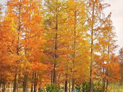 -白鹭湾湿地公园