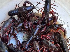 -同銮特种养殖场·龙虾垂钓