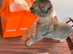 -楼上猫咖(罗湖店)