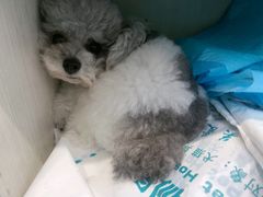 -博特宠物医院24h犬猫全科.骨科·异宠
