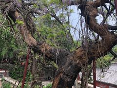 -泰山风景名胜区-普照寺