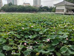 -荔湾湖公园