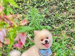 -天适樱花悠乐园