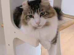 -1013 PET SHOP精品宠物商店(丁香店)