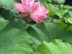 -陈家山荷花公园