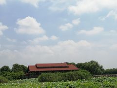 -荷塘月色湿地公园·向阳花洲
