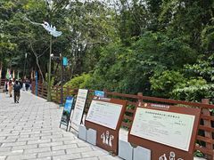 -西双版纳原始森林公园
