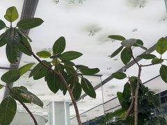 -大树餐厅(万达创始店)