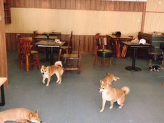 -柴源莊·柴小宠柴犬咖啡
