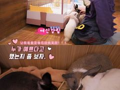 -猫猫幼稚园·撸猫·桌游·电玩