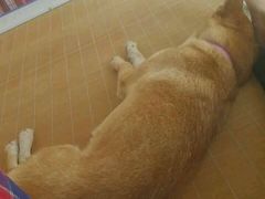 -波姐宠物家庭寄养