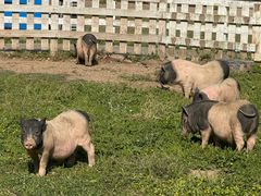 -前小桔亲子创意农场·草莓采摘·露营烧烤