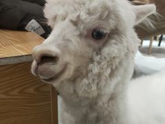 -Heymao猫咖.咖啡厅(东门店)