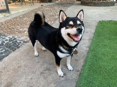 -柴犬高等学院·狗咖·柴犬售卖·宠物训练