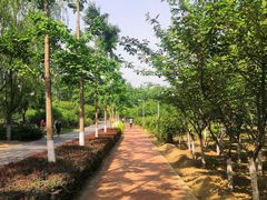 -大兴滨河森林公园