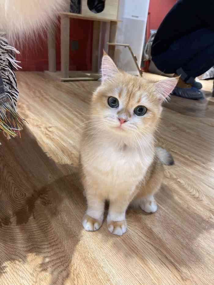 parkers cat 帕克的猫-"民宿定在绍兴路66号小区,下楼就可以看到.