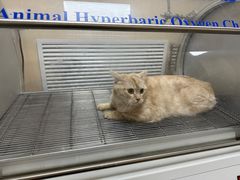 -喜多萌中农锦绣动物医院24H·猫科·牙科MRI·CT