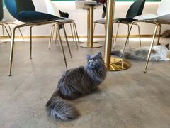 -飞行喵MR PILOT|猫舍·猫咖(静安大融城店)