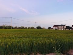 -小陆莲花蟹园农家乐(莲花岛店)