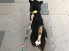 -PETKIT小佩宠物(昭化店)