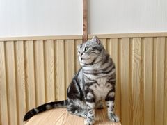 -Catmate·猫肥家润(金润铂宫店)