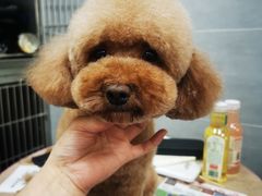 -宠福鑫康馨动物医院·骨科·眼科