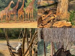 -云南野生动物园