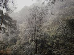 -缙云山景区