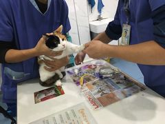 -伟伟宠物医院·CT影像中心·瑞派犬猫综合性门诊(汉口总院)