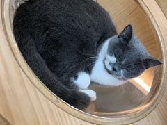 -猫和宫(六道口店)