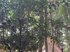 -二荆条·蜀鲜汇城市森林火锅