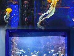 -海合安青岛极地海洋公园