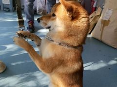 -宠物寄养训练学校