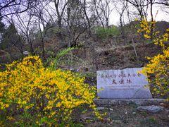 -北京鹫峰国家森林公园