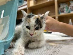 -艾贝尔宠物医院·24H转诊中心·肿瘤猫专科(江宁双龙店)