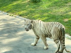 -北京野生动物园