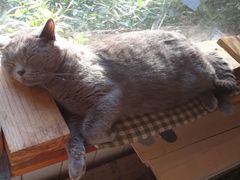 -海边的猫和咖啡馆