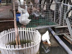 -鹅城
