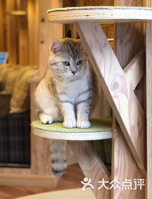 猫カフェ cat cafe nyanny 秋叶原店图片 - 第10张