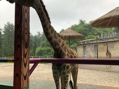 -贵州森林野生动物园