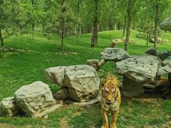 -北京野生动物园