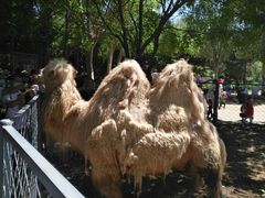 -长白岛森林公园