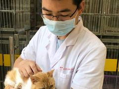 -米苏动物医院·犬猫专科·骨科外科内窥镜