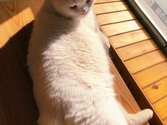 -猫的茶·猫咖